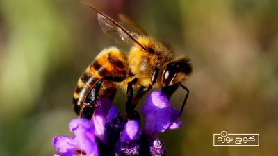 زنبورگزیدگی - زنبور عسل