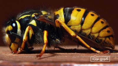 زنبورگزیدگی - زنبور زرد (یک نوع از زنبور وحشی)